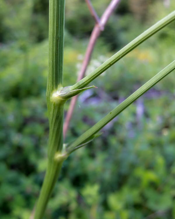 Physospermum cornubiense / Fisospermo di Cornovaglia